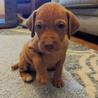 Prod�m �t��ata ma�arsk� kr�tkosrst� vizsla