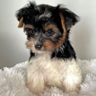 Prod�m �t��ata biewer yorkie