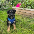 Prod�m �t��ata n�meck�ho ov��ka