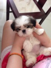 �t��ata shih-tzu