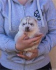 Sibi�sk� husky �t��ata