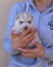 Sibi�sk� husky �t��ata