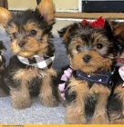 �t��ata  yorkie na prodej.