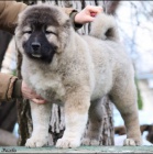 Kavkazsk� ov��k KR�SN� �t���tka