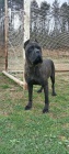 Cane Corso �ensk�