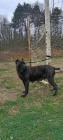 Cane Corso �ensk�