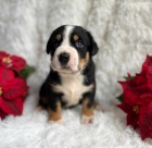 Ve�k� �vaj�iarsky sala�n�cky pes