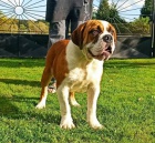 Prod�m psa Campeiro