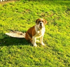 Prod�m psa Campeiro