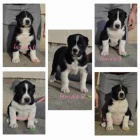 St�edoasijsk� ov��k �t��ata