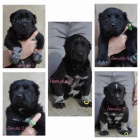 St�edoasijsk� ov��k �t��ata