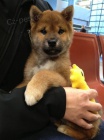 �T��ATA MINI SHIBA INU
