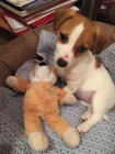 z�skejte k prodeji ��asn� a zdrav� �t��ata jack russell teri�ra.