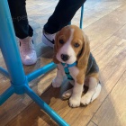 Kr�sn� a rozko�n� �t��ata b�gla k dispozici a p�ipravena k prodeji.