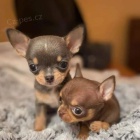 Prod�m KR�SN� O�KOVAN� MINI �t��ata �ivavy