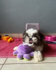 Prod�m �t��ata SHIH TZU