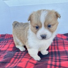 kr�sn� a and�lsk� �t��ata Pembroke Welsh Corgi na prodej.