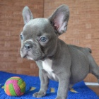 Prod�m ZDRAV� a O�KOVAN� �t��ata francouzsk�ho buldo�ka.