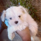 PROD�M O�KOVAN� miniaturn� �t��ata malt�z�k�.