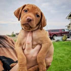 kr�tkosrst� ma�arsk� vizsla k adopci