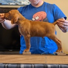 kr�tkosrst� ma�arsk� vizsla k adopci