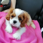 �t��ata kaval�r king charles �pan�l.