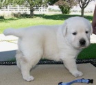 Labradorsk� retriever s pp