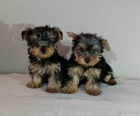 �t��ata biewer yorkie
