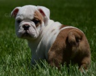 Angli�t� buldoci na prodej hledaj� v��n� domov a miluj�c� rodinu