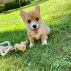 Prod�m �t��ata welsh pembroke corgi