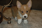 Prod�m �t��ata welsh pembroke corgi