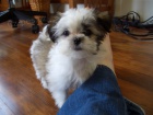 Prod�m �t��ata Shih Tzu