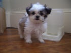 Prod�m �t��ata Shih Tzu