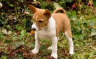Prod�m �t��ata Basenji. kontaktovat p�es (fannyscreens@gmail.com)