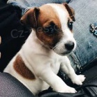 Dostupn� �t��ata Jacka Russella na prodej