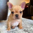 Prod�m �t��ata francouzsk�ho buldo�ka