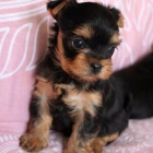 Prod�m �t��ata mini jork��rsk�ho teri�ra.