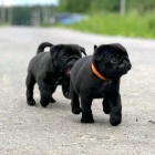 �t��ata mops� na prodej