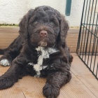 �t��ata portugalsk�ho vodn�ho psa k adopci