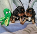 Kaval�r king charles spaniel �t���tka s PP