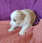 Border kolie �t���tka s PP