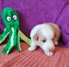 Border kolie �t���tka s PP