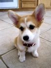 �t��ata Corgi k adopci