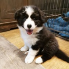 �t���tka border kolie p�ipraven� pro miluj�c� domovy.