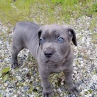 Prod�m �t��ata italsk�ho Cane Corso