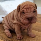 Shar-pei o�kovan� �t��ata na prodej.