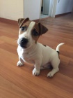 Prod�m �t��ata jack russell teri�ra.