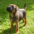 Prod�m �t��ata border teri�ra.