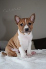 Prod�m �t��ata Basenji