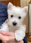 Prod�m mini mini �t��ata West Highland White Terriers